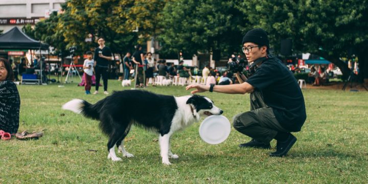 The Top Skills Every Dog Trainer Needs